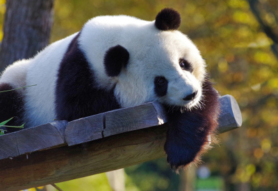 Panda-Nachwuchs im Berliner Zoo: Meng Meng begrÃ¼Ãt Zwillinge